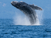 Humpback breaching