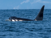 Orca 