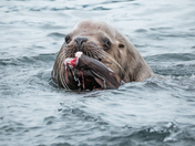 Sealion supper