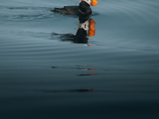 Tufted Puffin