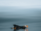 Tufted Puffin
