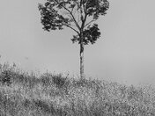 A Tree on the Bluff