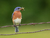 Eastern Bluebird