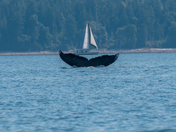 Humpback DIVE