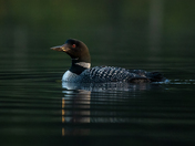 Loon during Sunset