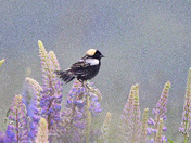 Bobolink and lupin.