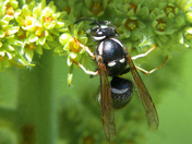 The bald-faced hornet (Dolichovespula maculata)