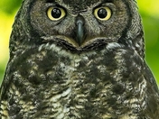 Got My Eyes On You