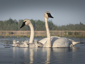 Family Voyage at First Light