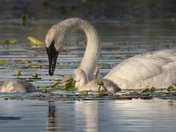 A Mother's Watchful Eye