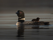 A Loon's Legacy