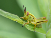 A very tiny grasshopper