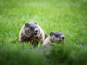 Gabby Groundhogs