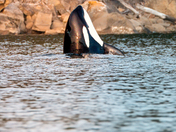 Orca Spyhopping