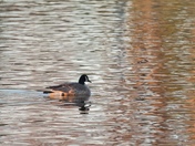 Canada Goose and ripples