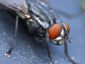 The Fly!