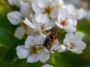 Wasp On A Flower