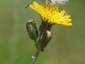 Le Bleu porte-queue de l'Est  - (Eastern tailed-blue)