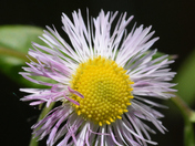 Erigeron philadelphicus, the Philadelphia fleabane