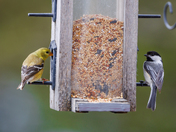 American Goldfinch & Black-capped Chickadee