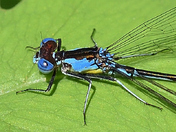the Blue Damselfly