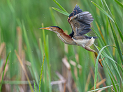 The Least Bittern