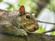 Portrait of a Squirrel