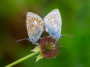 Butterflies Mating