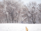Howling Coyote 