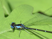 The Blue-Cyan Damselfly in a wider view.