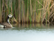 Leucistic Goose 