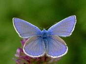 Common Blue butterfly perched delicately on pink clover