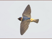 Cliff Swallow