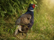 Pheasant 