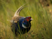 Pheasant