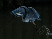 Taking Flight