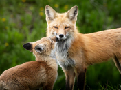 Sniffs and Kisses