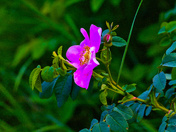 A Rambling Rose