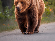 Jaspers Grizzly Bear 222