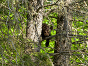 Bear Cub