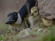 Gosling with mama