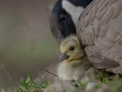 Mama goose with gosling 