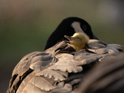 Yawning gosling 