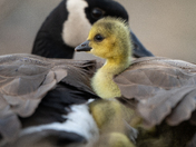 Gosling 