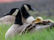 Gosling in rain 