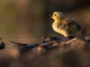 Gosling