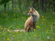 Red Fox