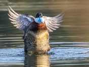 Little Wings, Big Attitude
