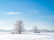 Frosty Trees 