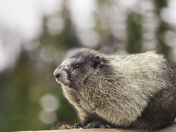 Holy Marmot! 